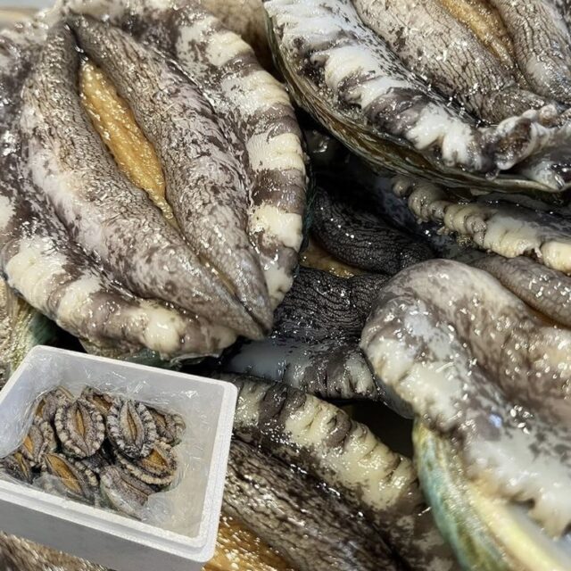福岡産養殖【アワビ】10個/約800ｇ(1個/約80ｇ)　大ぶりで身のしまりと強い磯の香りが楽しめます