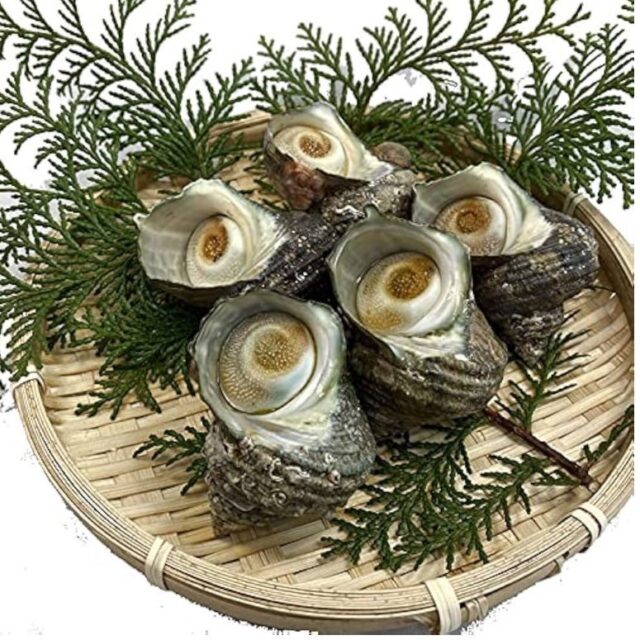 福岡玄界灘産【サザエ】10個/約1.5㎏(1個/約150ｇ)綺麗な玄界灘の海で育ったコリコリな身のサザエをどうぞ！！