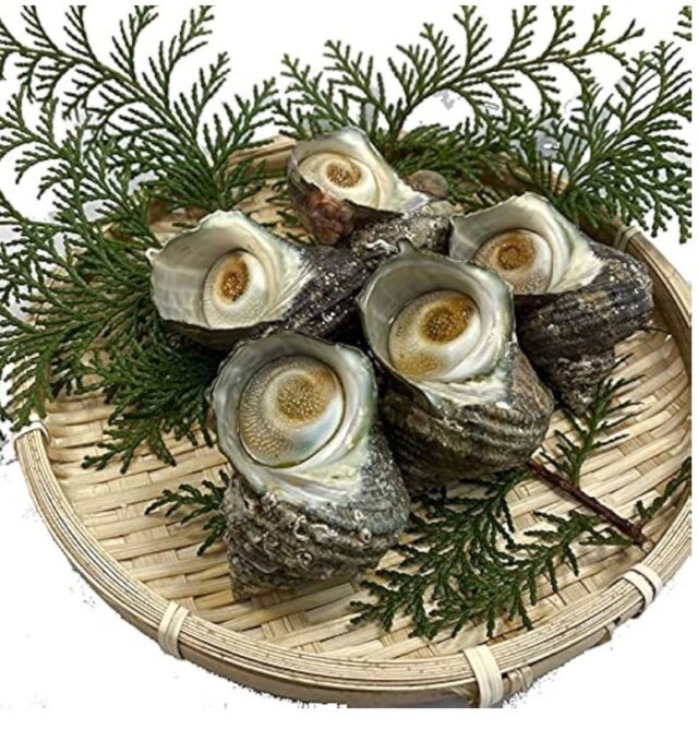 福岡玄界灘産【サザエ】10個/約1.5㎏(1個/約150ｇ)綺麗な玄界灘の海で育ったコリコリな身のサザエをどうぞ！！