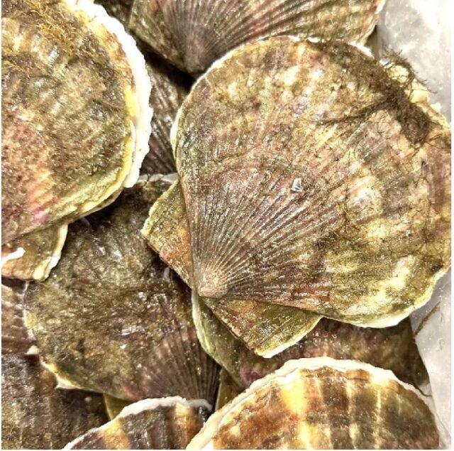 北海道産【ホタテ】10枚/約200ｇ(1枚/約20ｇ)　大きな身と肉厚な貝柱の食感と甘みをお楽しみ下さい