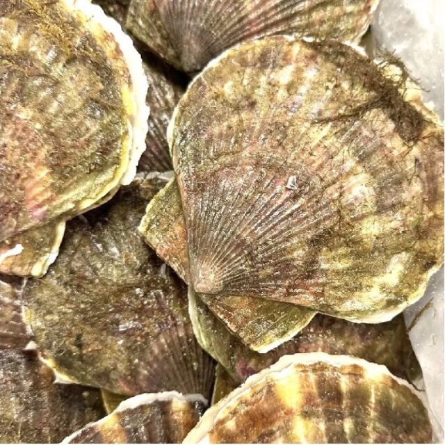 北海道産【ホタテ】10枚/約200ｇ(1枚/約20ｇ)　大きな身と肉厚な貝柱の食感と甘みをお楽しみ下さい
